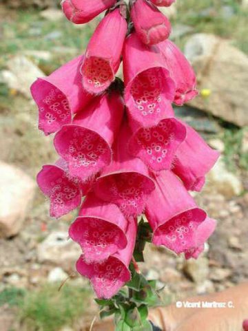 FOXGLOVE