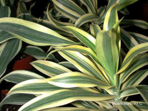 DRACAENA