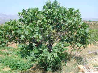 Ficus carica, general aspect 