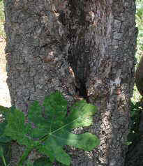 Detail of trunk