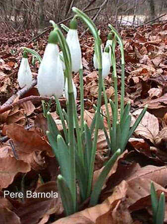 Galanthus nivalis