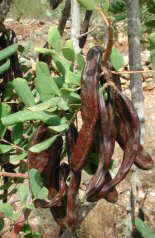 Carob bean