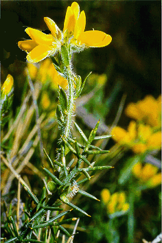 Genista hispanica