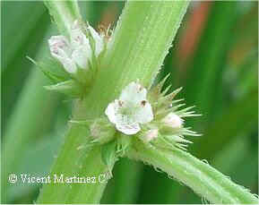 lycopus europaeus detail of flowers