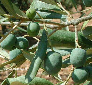 Olea europaea L., fruits and leaves. 