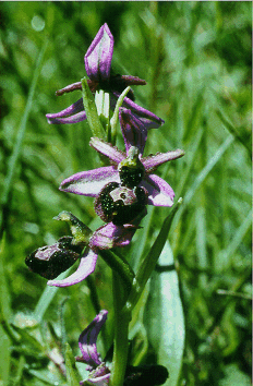 Ophrys bertolonii