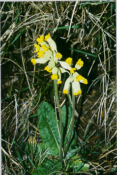 primula veris