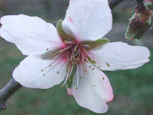 flower almond tree