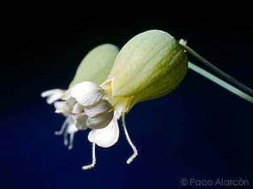 Silene vulgaris calyx flowers