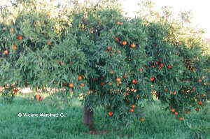 Orange tree with oranges