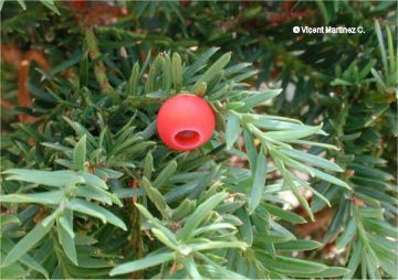 Photo of yew leaves and fruit