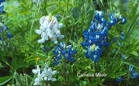 tejas lupinus