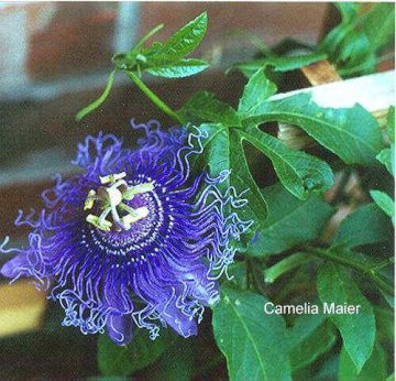 passionflower