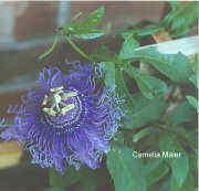 passion flower