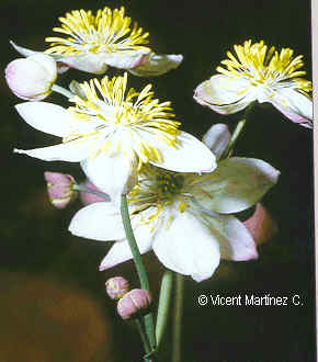 Thalictrum tuberosum