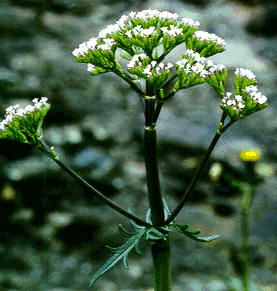 Valeriana officinalis