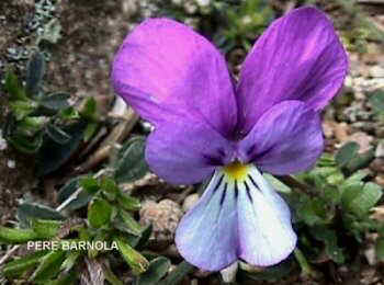 Viola bubanii