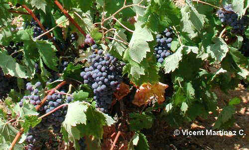 grapes