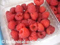 Photo of raspberries