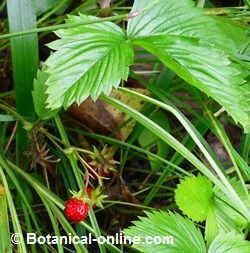 Strawberry fruits and leaves 