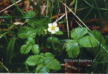 Wild strawberry