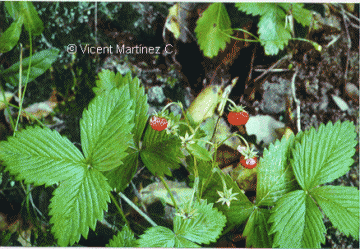 Wild strawberry with fruits
