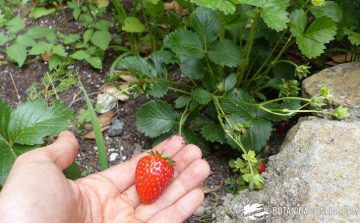 Strawberries in the orchard