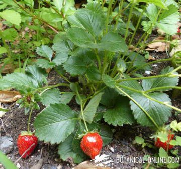 Strawberry plant 