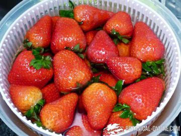 Washing strawberries