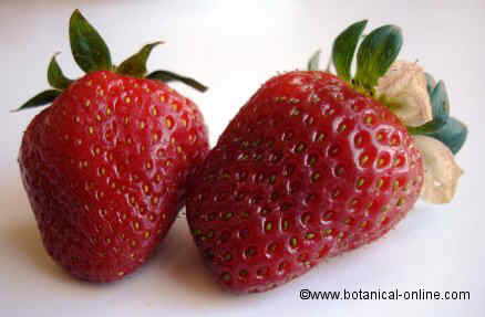 Strawberries