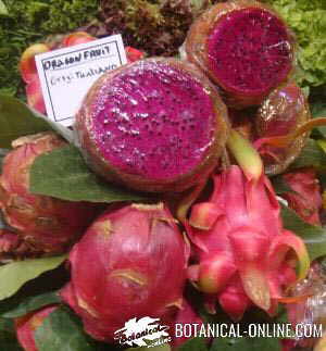 Dragon fruit as sold in the market