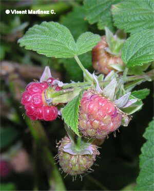 wild raspberries detail