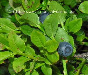 wild blueberry fruits