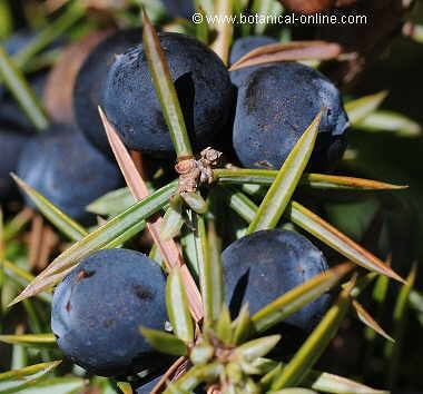 Detail of the fruits and leaves of common juniper (Juniperus communis)