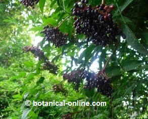 Edelberry black fruits