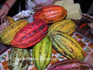 Photo of cocoa fruits