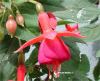 fuchsia