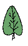Evergreen broad-leaf