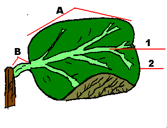 parts of a leaf