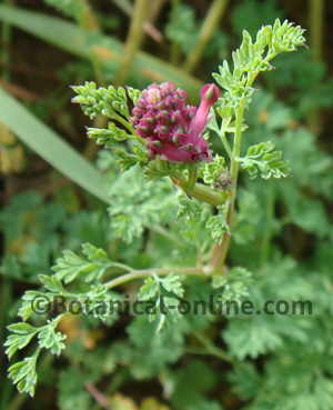 Photo of fumitory (Fumaria officinalis)