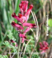 fumitory