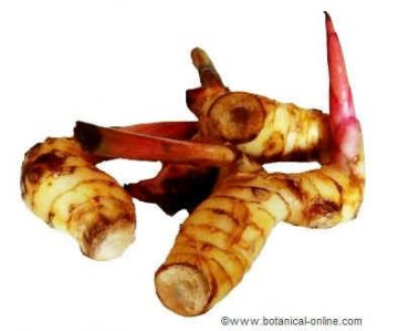 Greater galangal rhizome