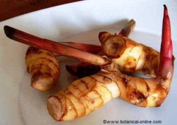 greater galangal