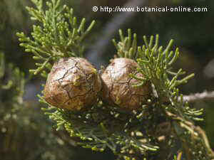 Detail of the fruits of the cypress