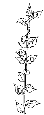 Botanical illustration