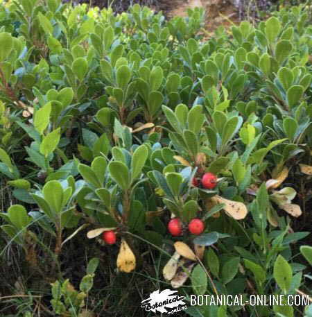 Bearberry fruits and leaves 