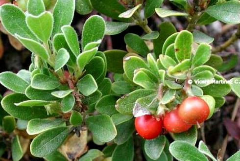 Photo of bearberry with leaves and fruits