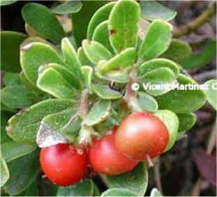 bearberry