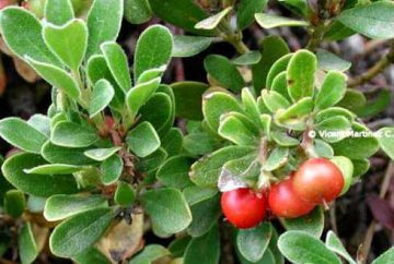 bearberry