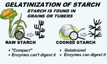 gelatinization of raw to cooked starch